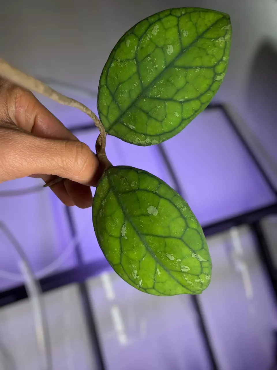 plant/@Roark bundle-1