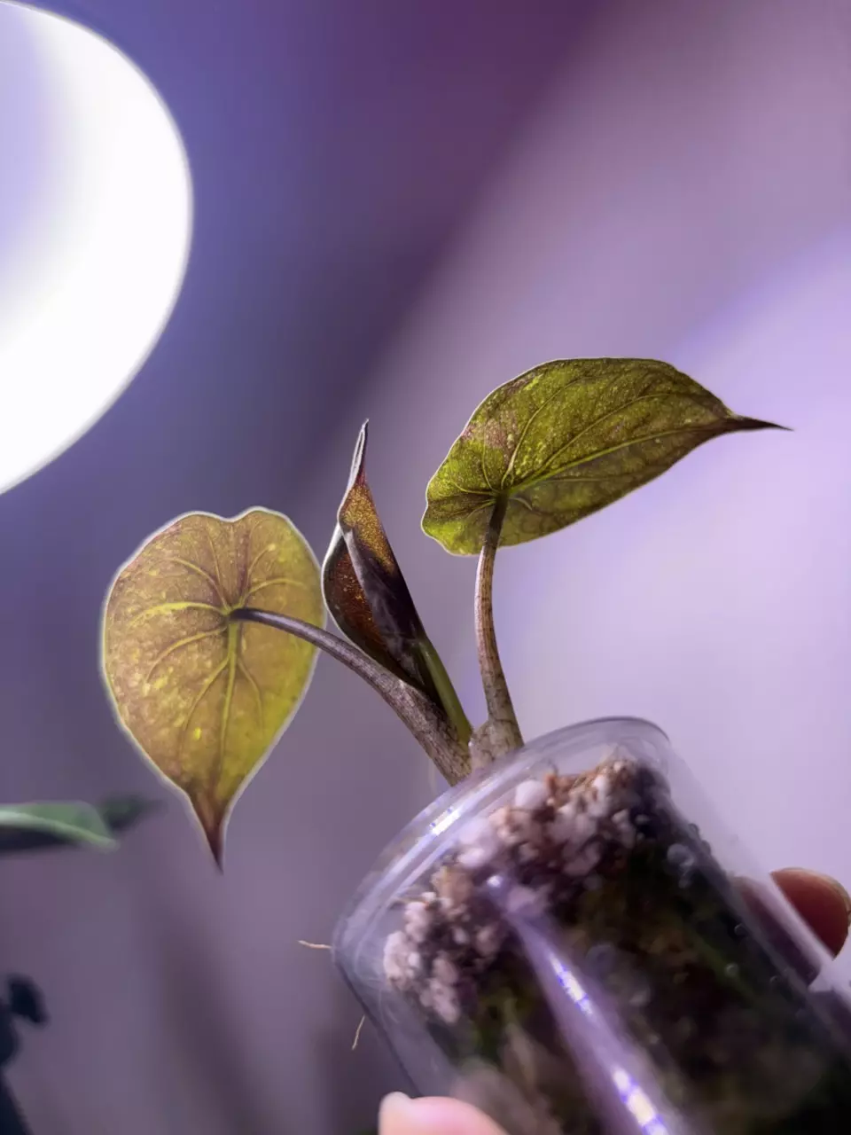 plant/✨Alocasia Wentii Pink Splash ✨-1