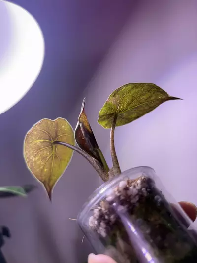 plant/✨Alocasia Wentii Pink Splash ✨-1-thumbnail