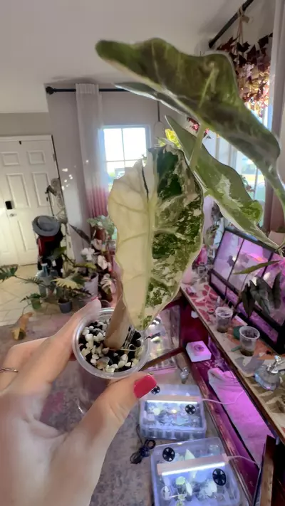 plant/PINK Polly Alocasia-1-thumbnail