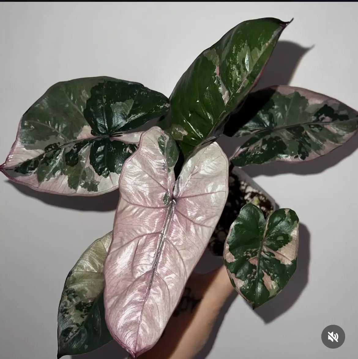 plant/0003 Alocasia Plumbae Corm-1