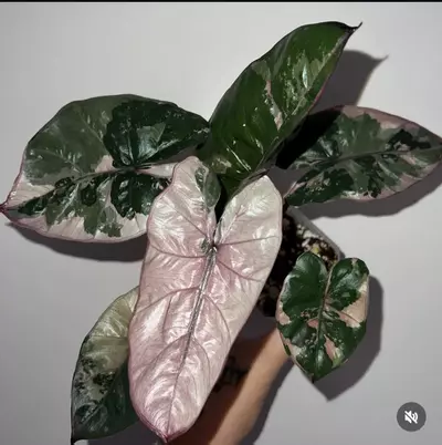 plant/0003 Alocasia Plumbae Corm-1-thumbnail