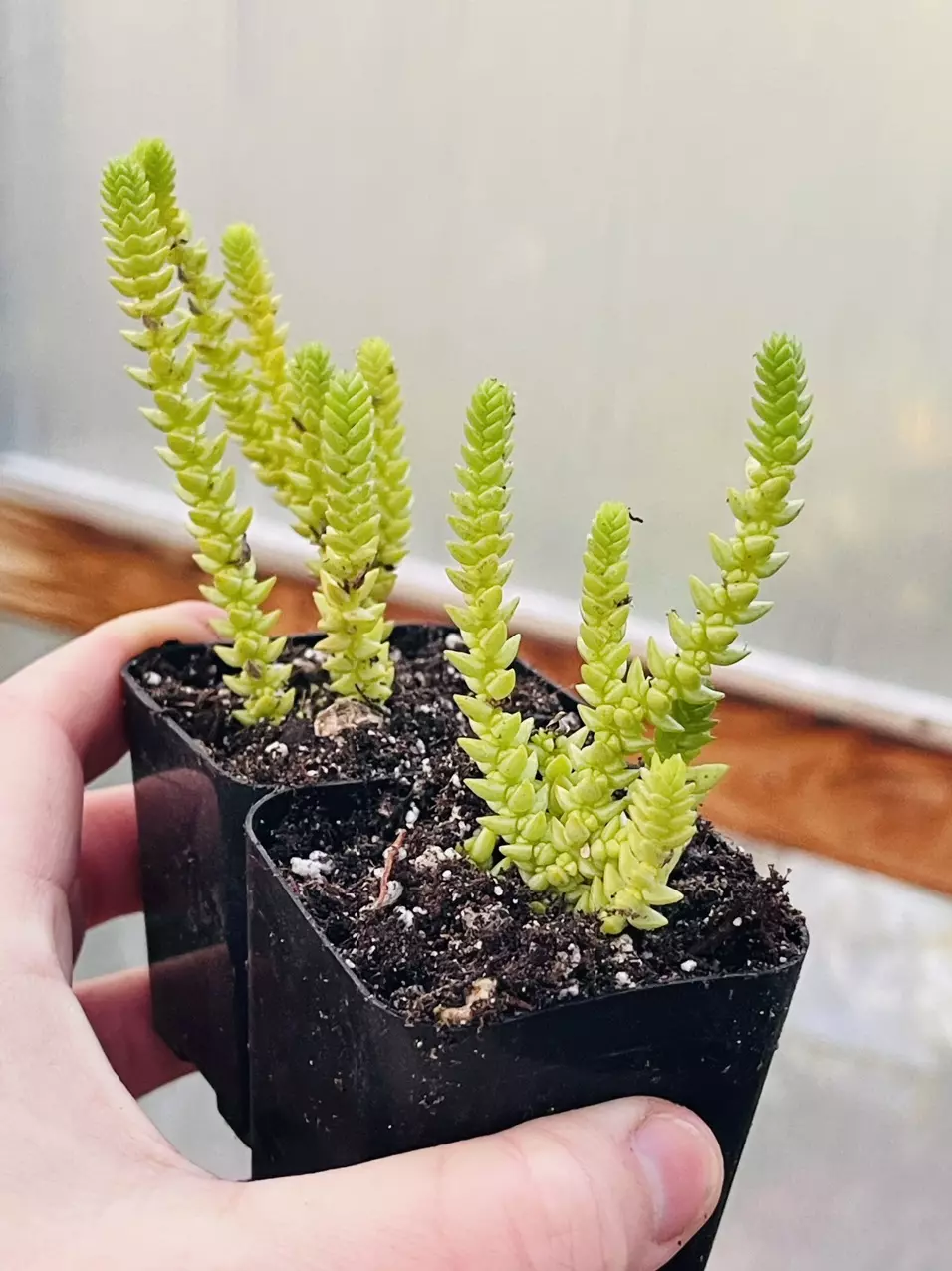 plant/Crassula Shimperi Phyturus 2”-0