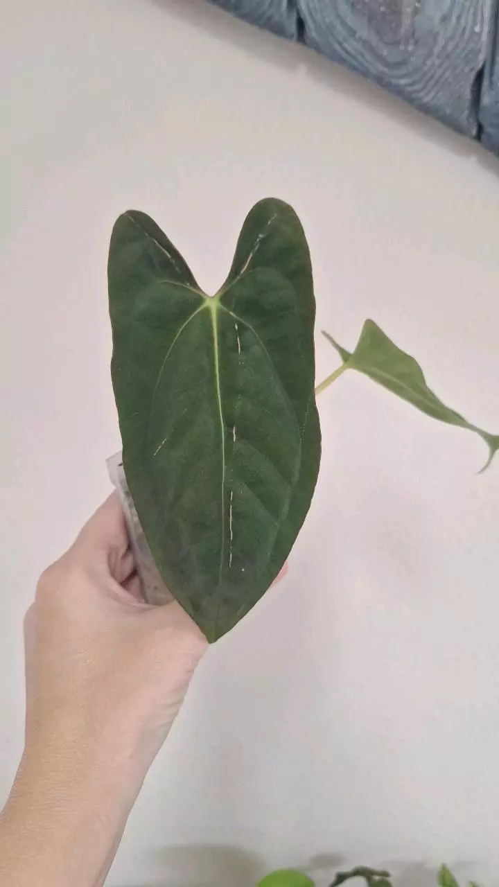 plant/Anthurium FSLR x BVEP-0