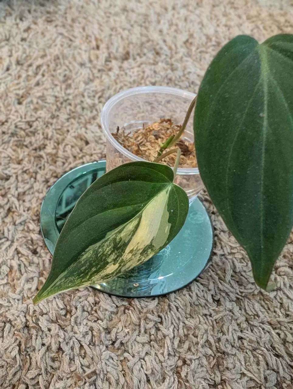 plant/Philodendron Micans Aurea #193-1