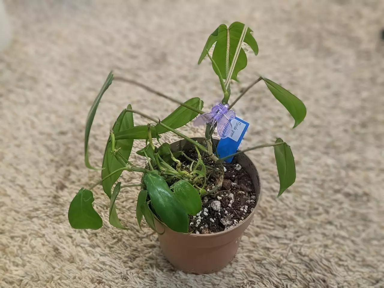 plant/Philodendron Florida Green 5" #197-0