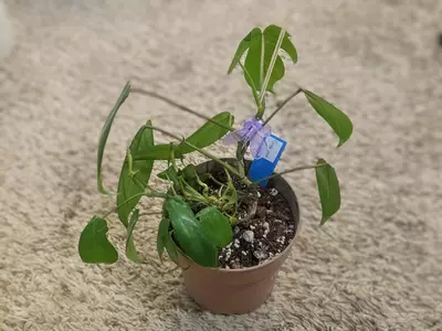 plant/Philodendron Florida Green 5" #197-0-thumbnail