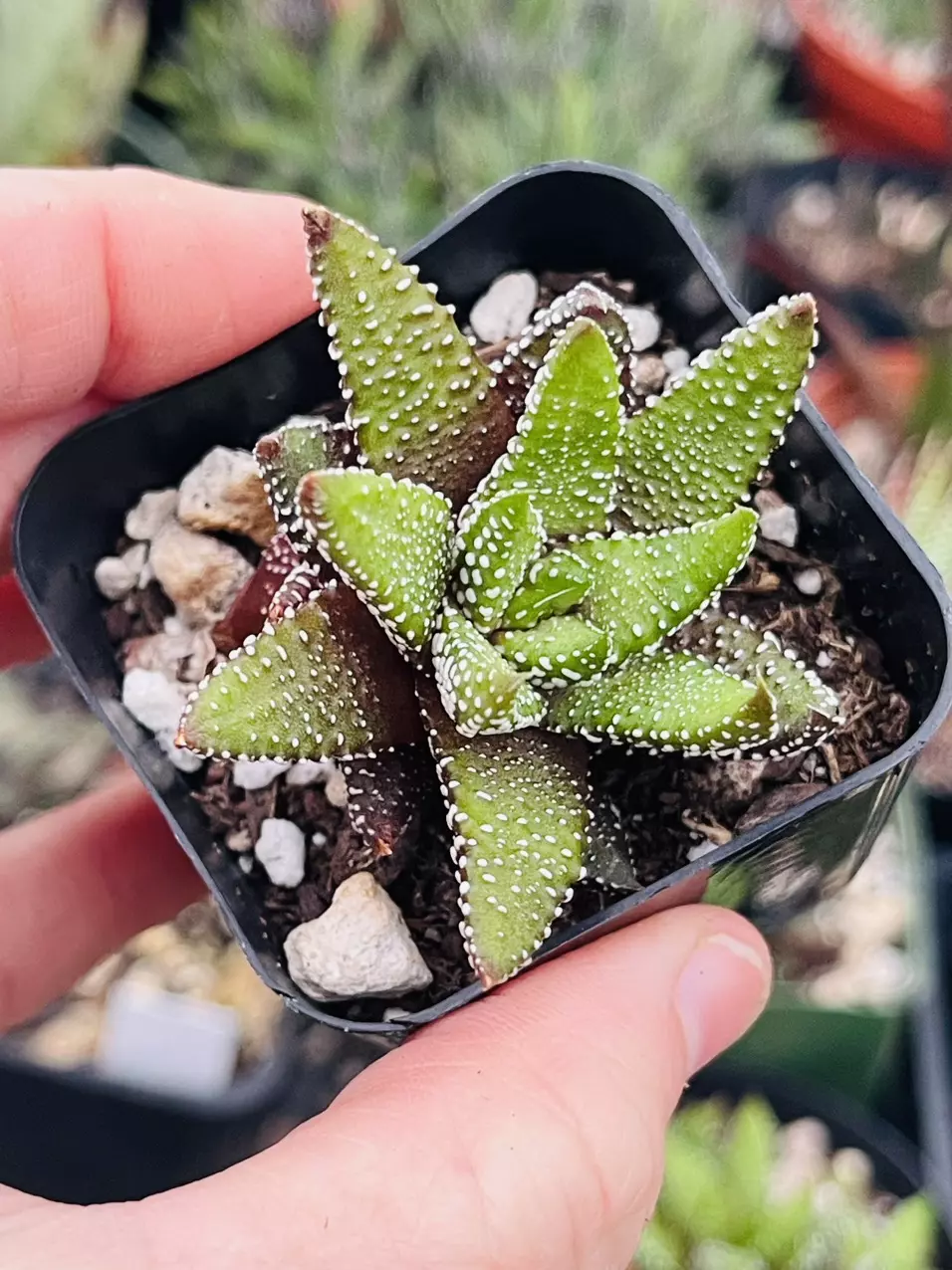 plant/Haworthia Attenuata f. Enon 3”-0