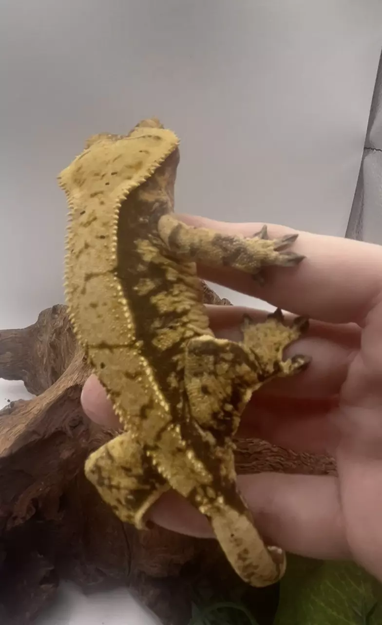 plant/Diva - RTB Bright Yellow And Dark Base Harlequin-2