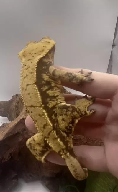 plant/Diva - RTB Bright Yellow And Dark Base Harlequin-2-thumbnail