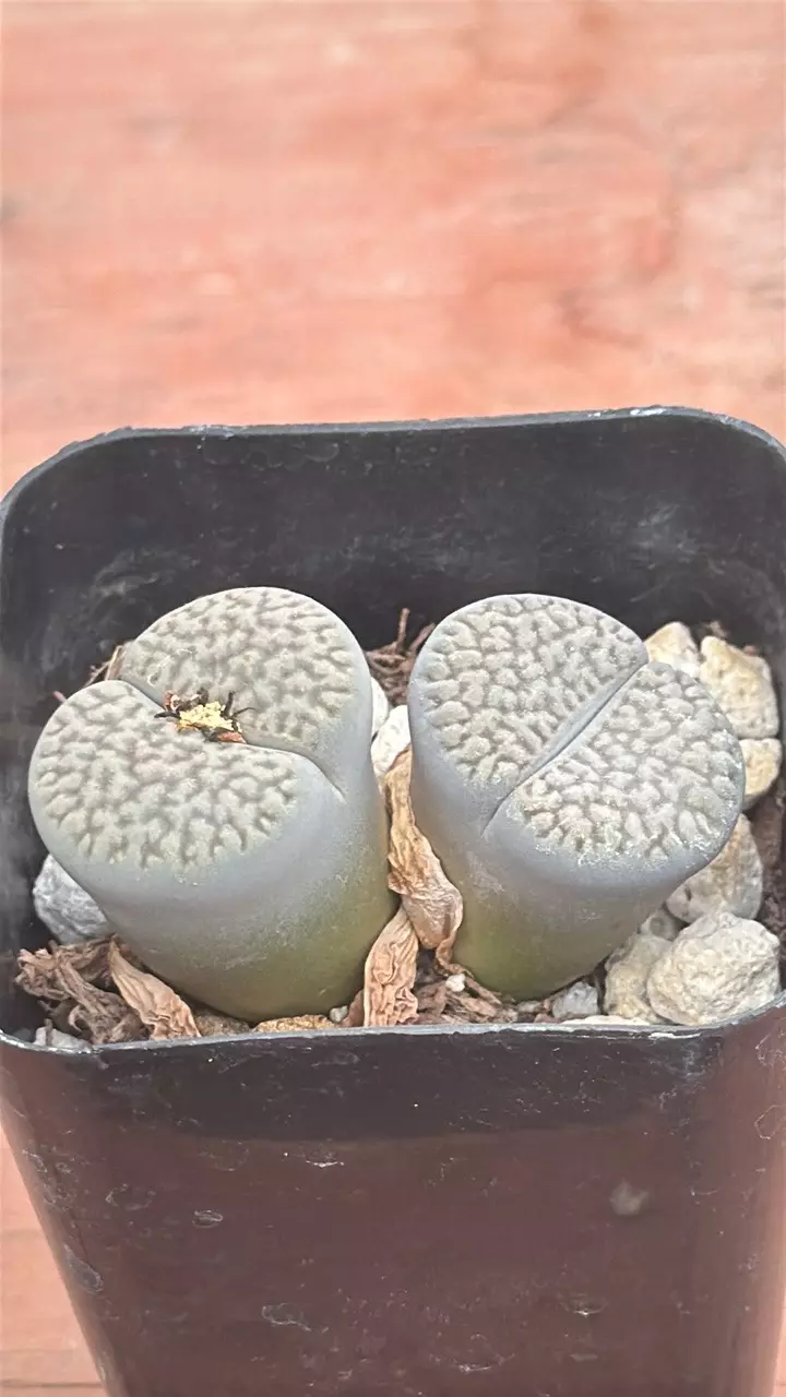 plant/Ps318 Lithops hookeri var. dabneri-0