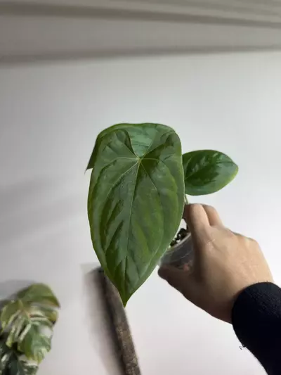 plant/Dark phoenix x Portillae from Hoya hole-0-thumbnail