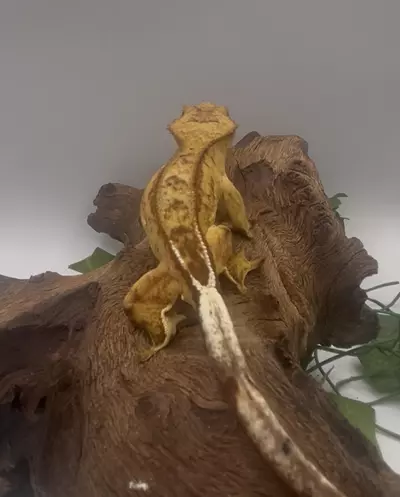 plant/Chiclet - Yellow Reverse Pinstripe-1-thumbnail