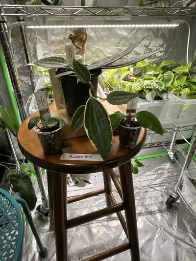 plant/Hoya Bundle #9 --0-thumbnail