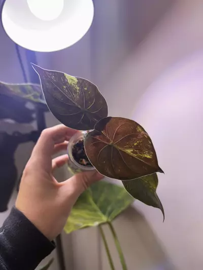 plant/✨Alocasia Wentii Pink Splash✨-2-thumbnail