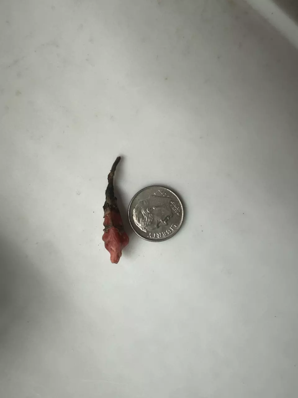 plant/Pink Dragon Albo/Pink Alocasia Corm-2