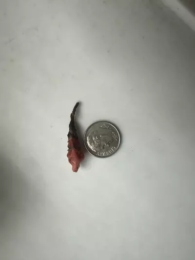 plant/Pink Dragon Albo/Pink Alocasia Corm-2-thumbnail