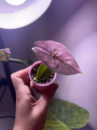 plant/✨Alocasia Pink Dragon Silver✨-2-thumbnail