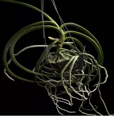 plant/Exotic Vanda Orchid - Sedenfadenia Mitrata x Vanda Lamellata  mature plant-2-thumbnail