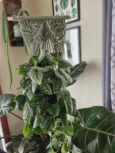 plant/5mm vine pattern macrame plant hanger in stock-0-thumbnail