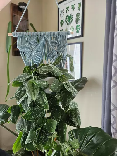 plant/5mm vine pattern macrame plant hanger in stock-1-thumbnail