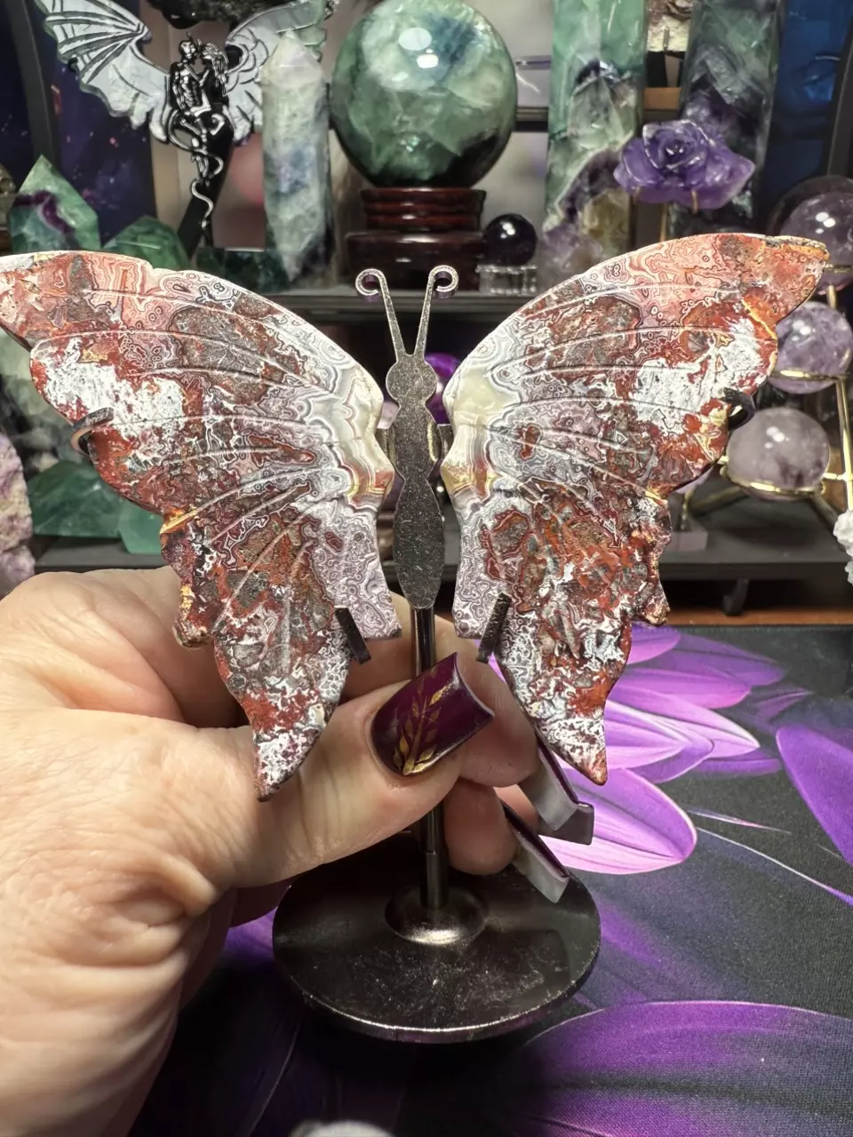 plant/Crazy Lace Butterfly wings w/holder-1