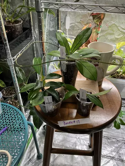 plant/Hoya Bundle #17 - Carnosa, Crassipetiolata and Gracilias.-0-thumbnail