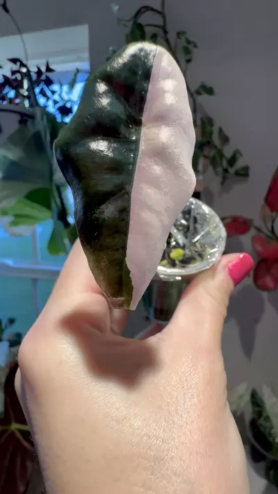 plant/PINK Chantrieri Alocasia-1-thumbnail