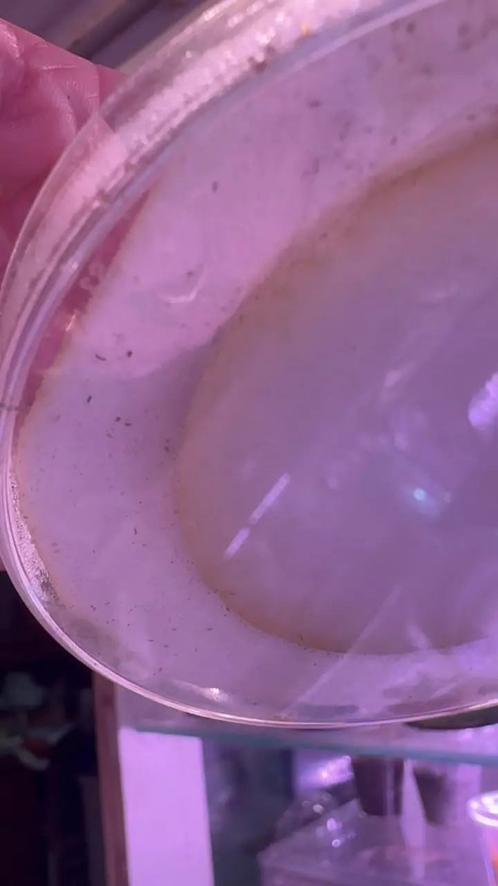 plant/How to breed beneficial SWIRSKI mites instructions and supplies-1