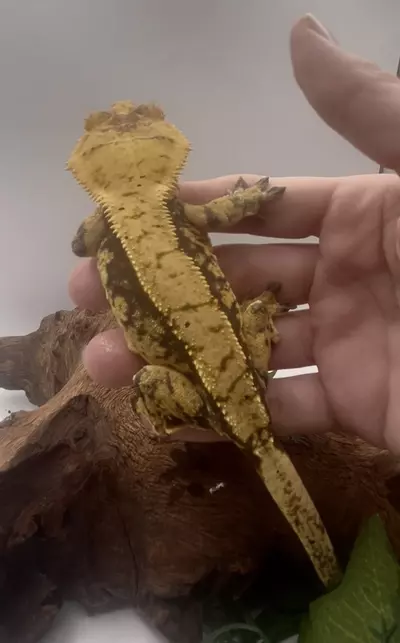 plant/Diva - RTB Bright Yellow And Dark Base Harlequin-0-thumbnail