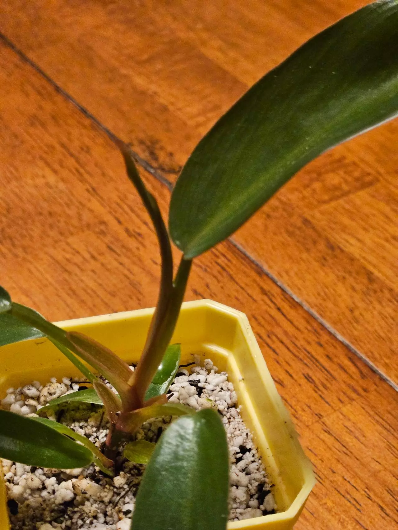 plant/Philo FL Bronze-1