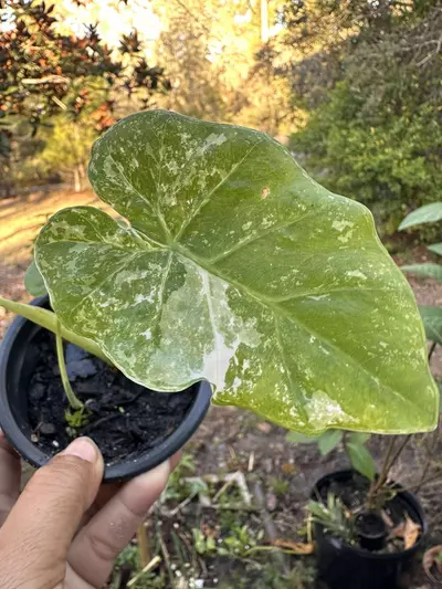 plant/Leucocasia Aurea and Wagyu-1-thumbnail