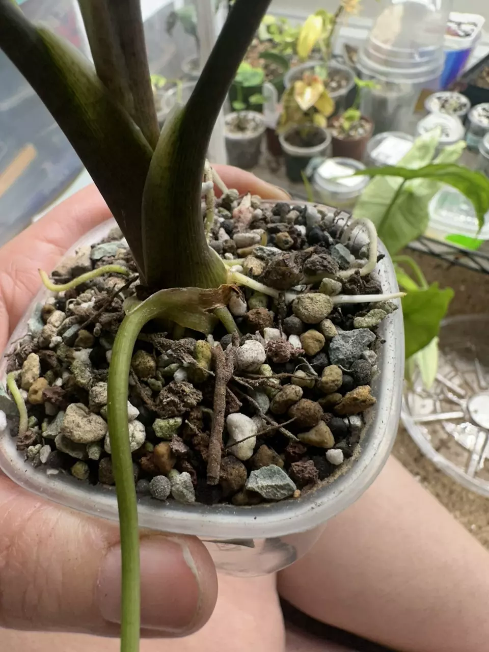 plant/Simpo Albo Corm-1