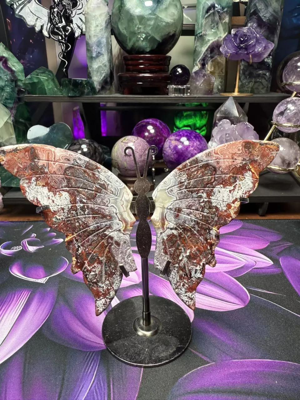 plant/Crazy Lace Butterfly wings w/holder-0