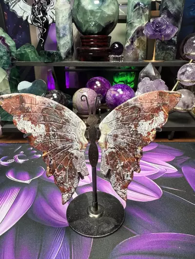 plant/Crazy Lace Butterfly wings w/holder-0-thumbnail