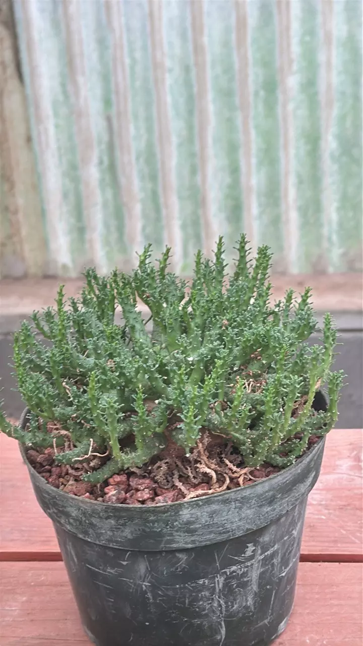plant/Ps234 Euphorbia medusa - hybrid-0