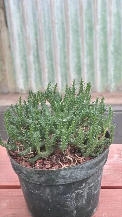 plant/Ps234 Euphorbia medusa - hybrid-0-thumbnail