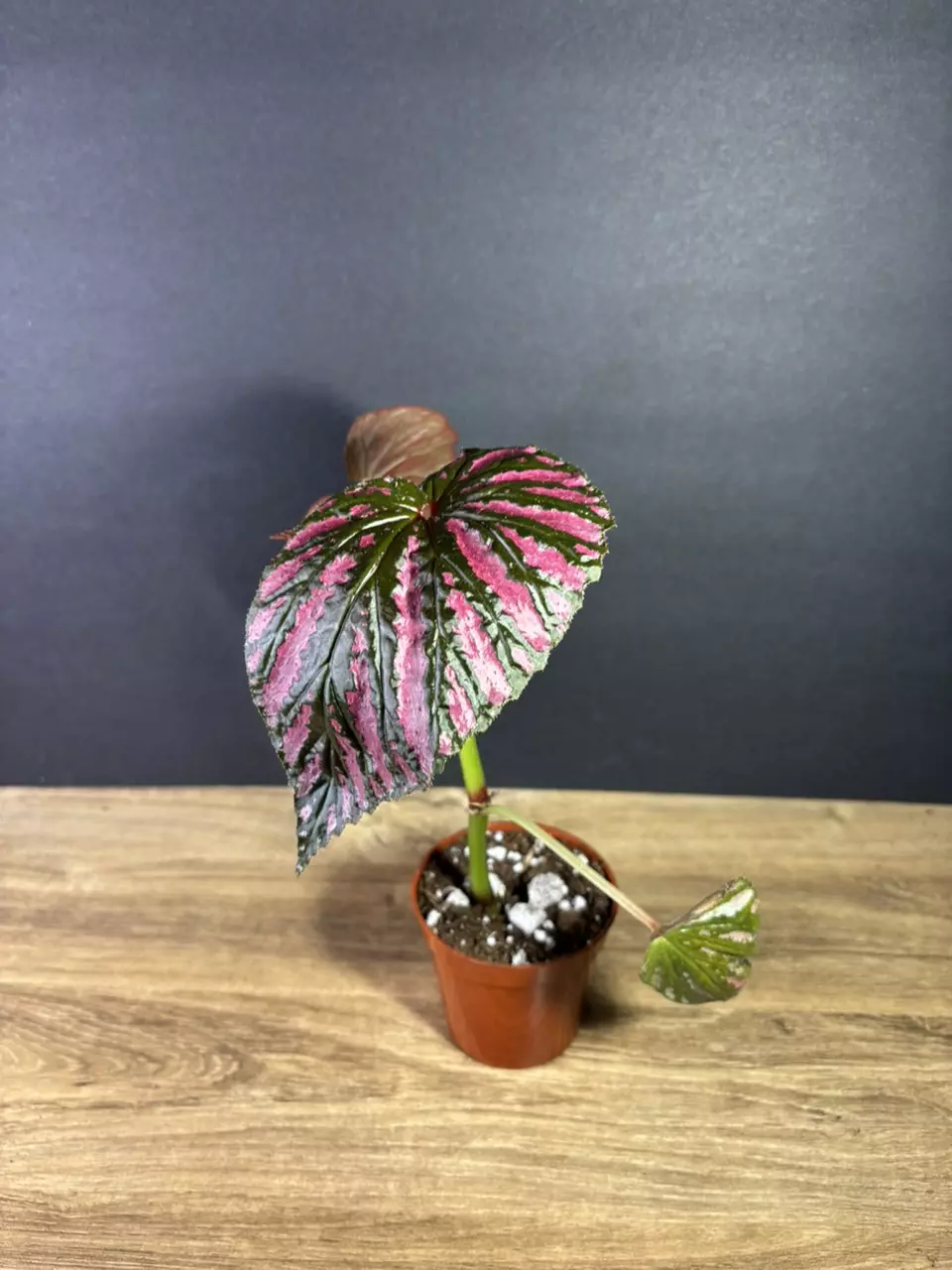 plant/Begonia Brevirimosa 4”  2070-1