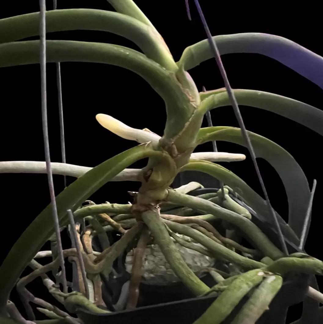 plant/Exotic Vanda Orchid - Sedenfadenia Mitrata x Vanda Lamellata  mature plant-1