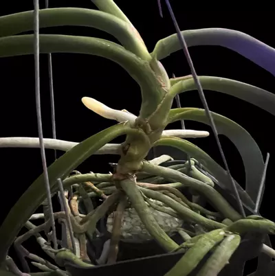 plant/Exotic Vanda Orchid - Sedenfadenia Mitrata x Vanda Lamellata  mature plant-1-thumbnail