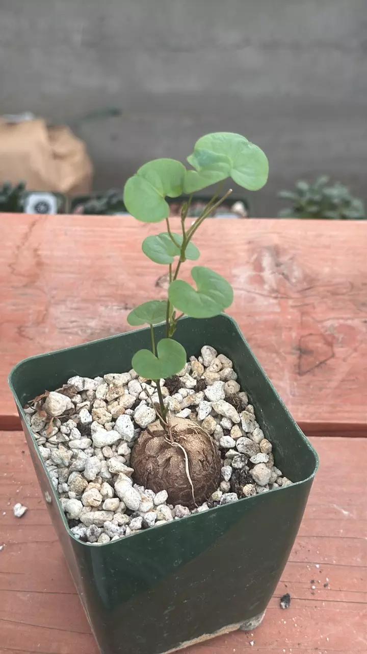 plant/Ps315 Dioscorea elephantipes-0