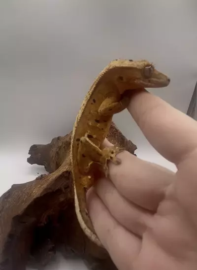 plant/Cold Brew - Yellow-Base Ink Spot Dalmation-0-thumbnail