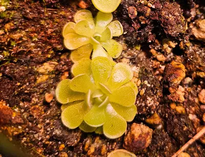 plant/Pinguicula no ID starter-1-thumbnail