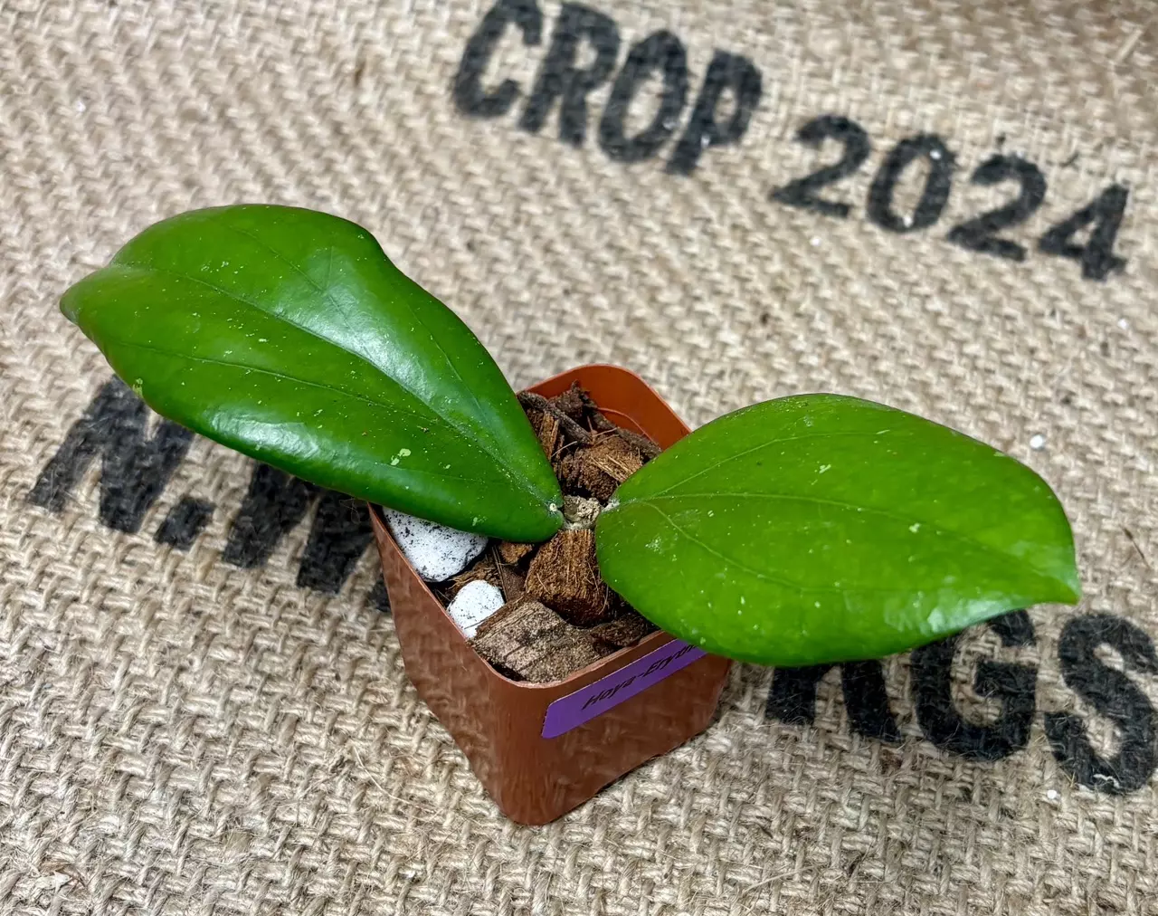 plant/Hoya Erythrina-1