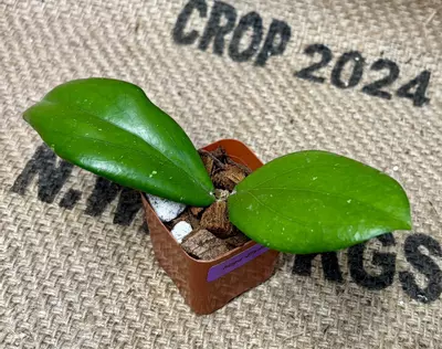 plant/Hoya Erythrina-1-thumbnail