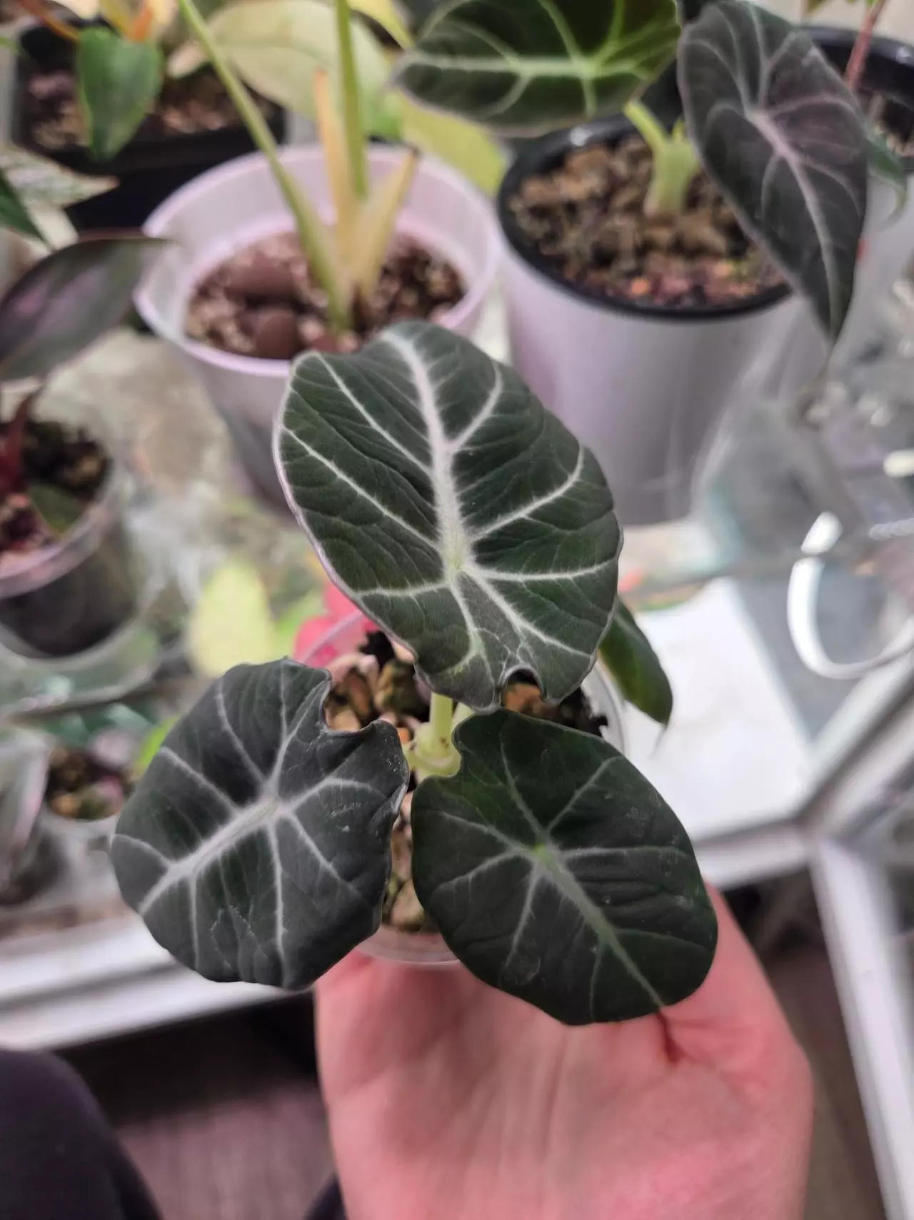 plant/Alocasia Black Velvet-0