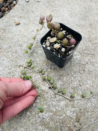 plant/Senecio Long Pink String of Tears-0-thumbnail