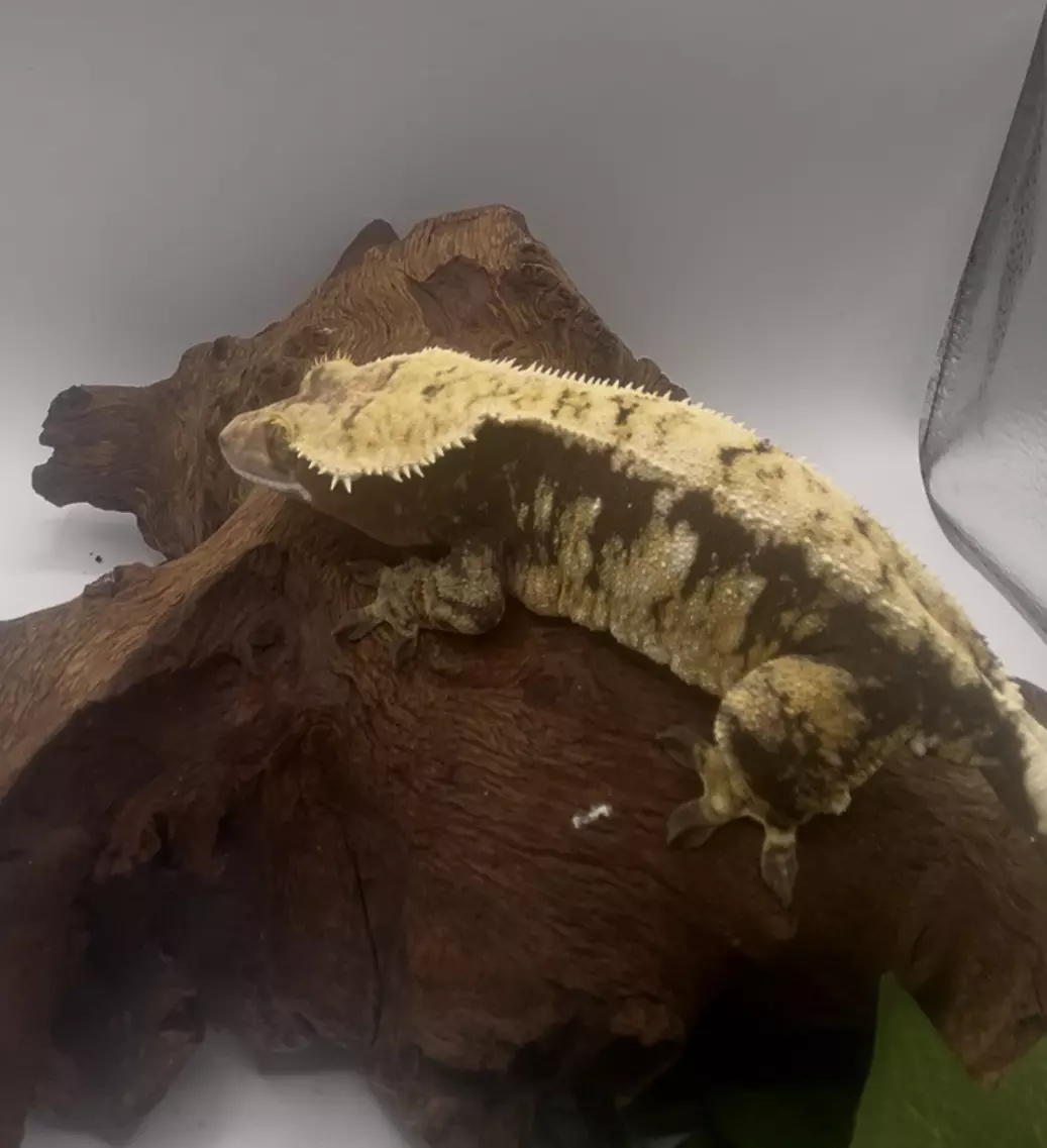 plant/Nika - Proven Tri-Color Drippy Harlequin Female-0