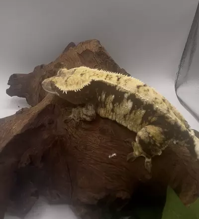 plant/Nika - Proven Tri-Color Drippy Harlequin Female-0-thumbnail