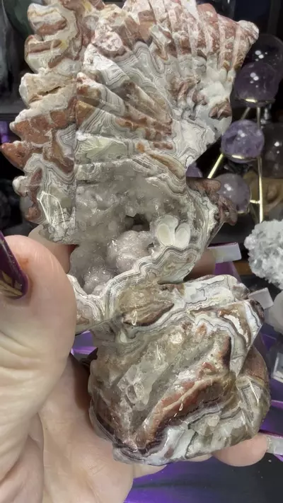 plant/Crazy Lace Agate carved eagle-3-thumbnail